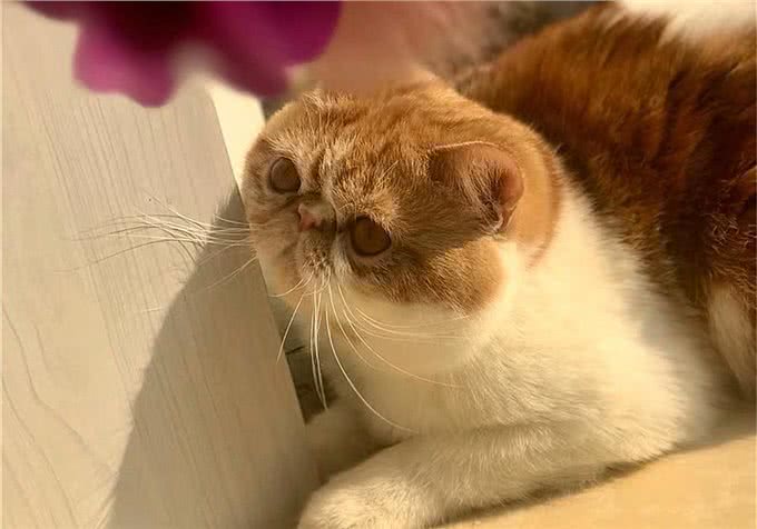 猫咪爱吃鱼但是不会游泳?真是游泳健将,不下水只是不愿湿了毛发