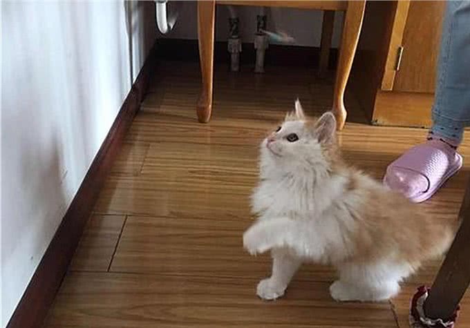 猫咪爱吃鱼但是不会游泳?真是游泳健将,不下水只是不愿湿了毛发