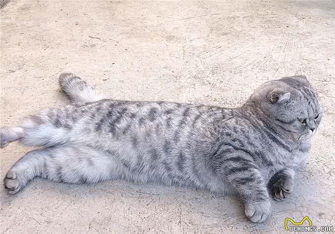 猫咪爱吃鱼但是不会游泳?真是游泳健将,不下水只是不愿湿了毛发