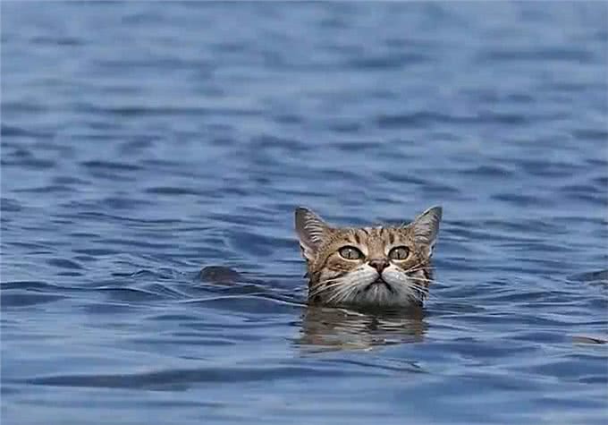 猫咪爱吃鱼但是不会游泳?真是游泳健将,不下水只是不愿湿了毛发