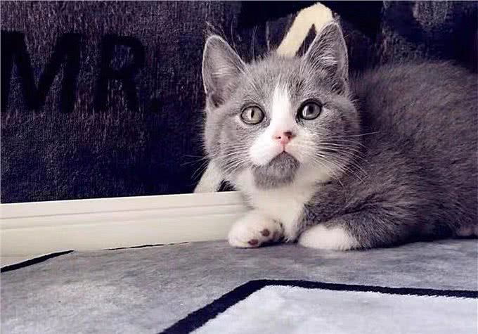 猫咪爱吃鱼但是不会游泳?真是游泳健将,不下水只是不愿湿了毛发