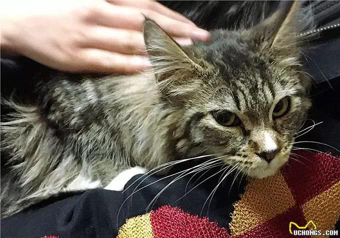 猫咪爱吃鱼但是不会游泳?真是游泳健将,不下水只是不愿湿了毛发