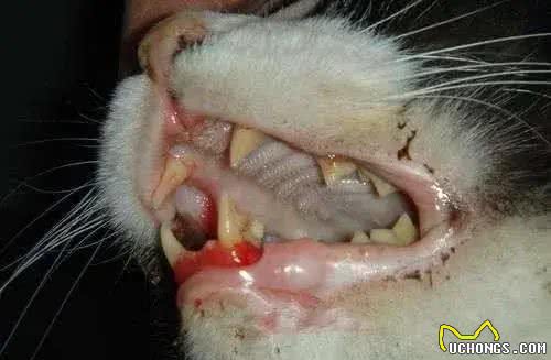 夏日炎炎—注意猫犬口炎