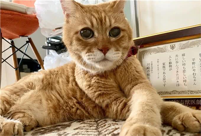 21岁高龄橘猫被收养后从没生过病,获得荣誉表彰:长寿健康