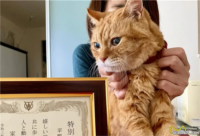 21岁高龄橘猫被收养后从没生过病,获得荣誉表彰:长寿健康