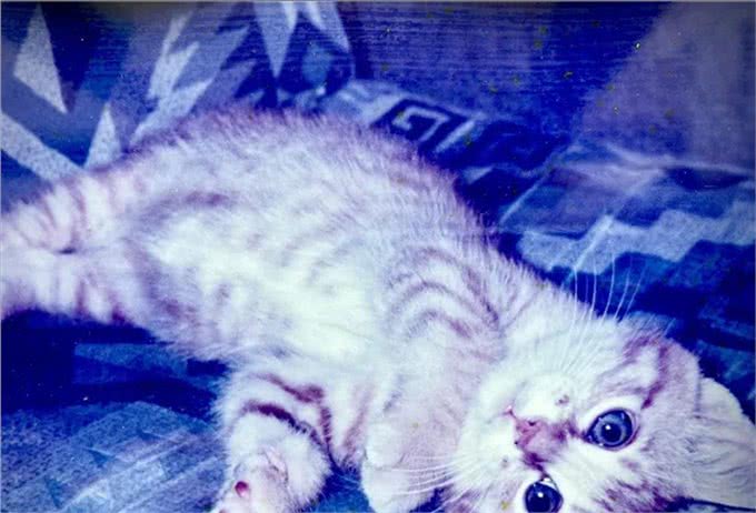21岁高龄橘猫被收养后从没生过病,获得荣誉表彰:长寿健康