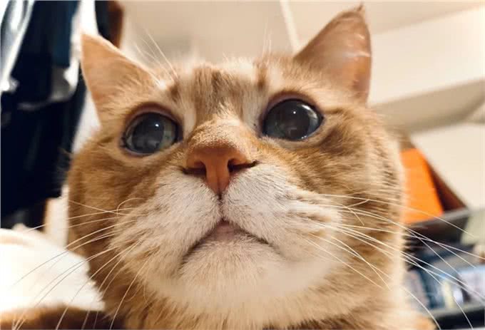 21岁高龄橘猫被收养后从没生过病,获得荣誉表彰:长寿健康