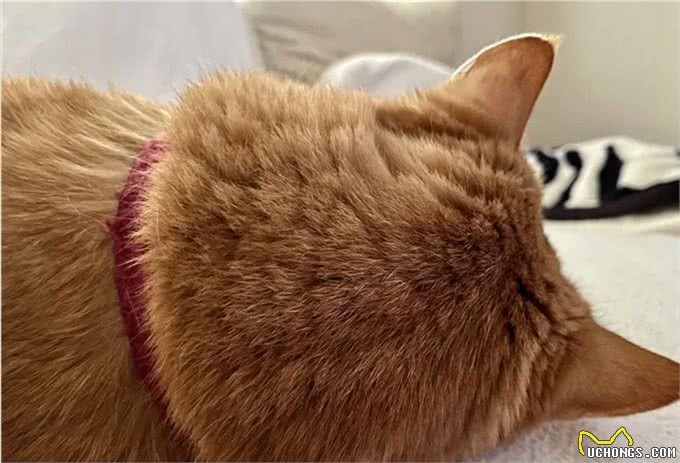 21岁高龄橘猫被收养后从没生过病,获得荣誉表彰:长寿健康