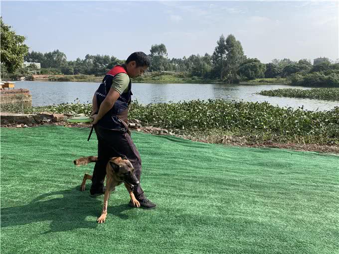 看着别的狗很听话,你的也可以的,10年训犬心得分享