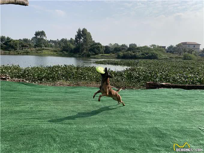 看着别的狗很听话,你的也可以的,10年训犬心得分享