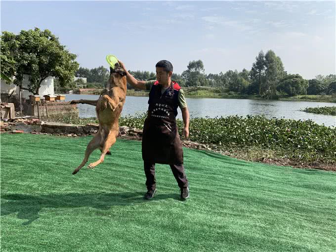 看着别的狗很听话,你的也可以的,10年训犬心得分享