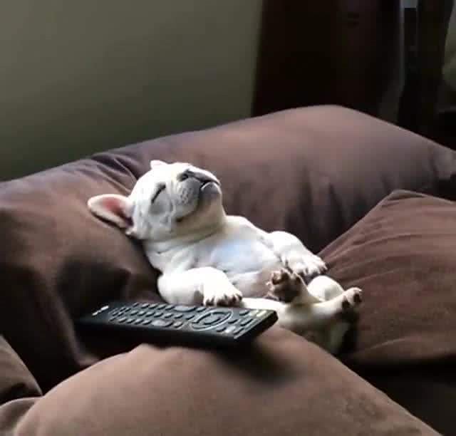 宠主可能不知道法国斗牛犬的一些小秘密,知道后会更加喜欢的