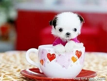 茶杯犬,你认识吗?
