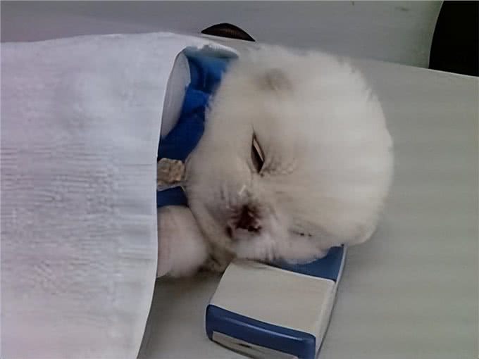 茶杯犬,你认识吗?