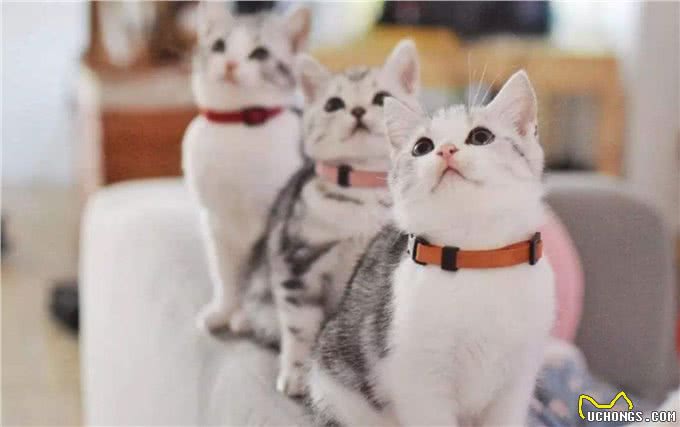 盘点四种呆萌可爱的短毛猫,嫌长毛猫难打理的不妨选一只吧!