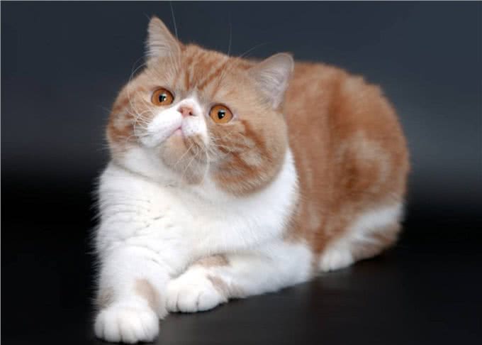 盘点四种呆萌可爱的短毛猫,嫌长毛猫难打理的不妨选一只吧!