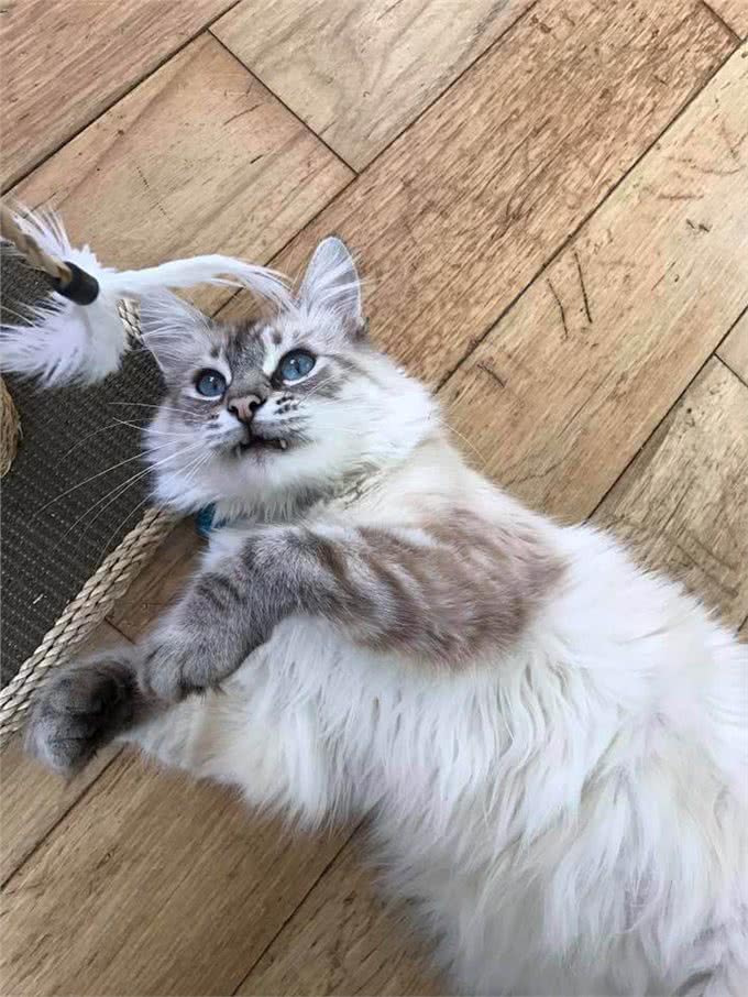 15岁老猫离开女子当天竟遇深情凝望贴心安慰:让我替牠