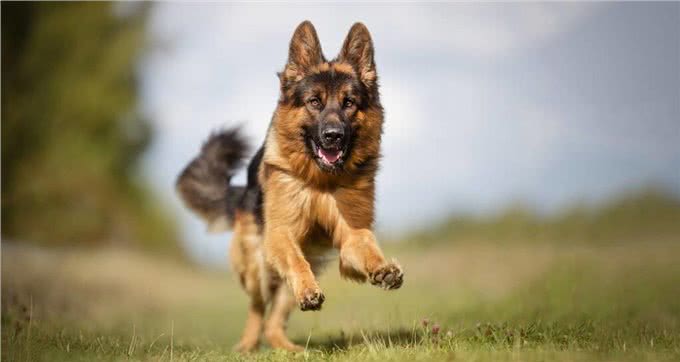 家里能养上这些猛犬,小偷就不敢惦记了