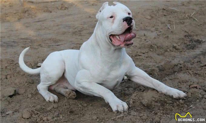 家里能养上这些猛犬,小偷就不敢惦记了