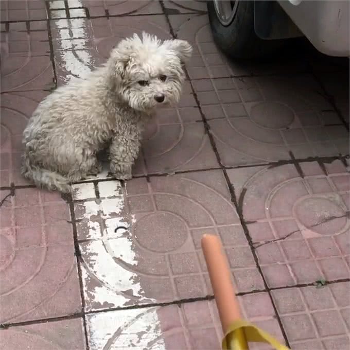 内心傲娇的流浪比熊,拒绝人类好意,她用一个月时间改变它