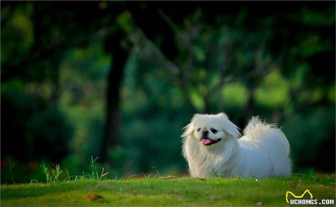 为什么一定要养外国狗?带你领略中国十大名犬的风采