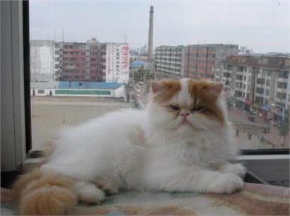 波斯猫?怎么选?
