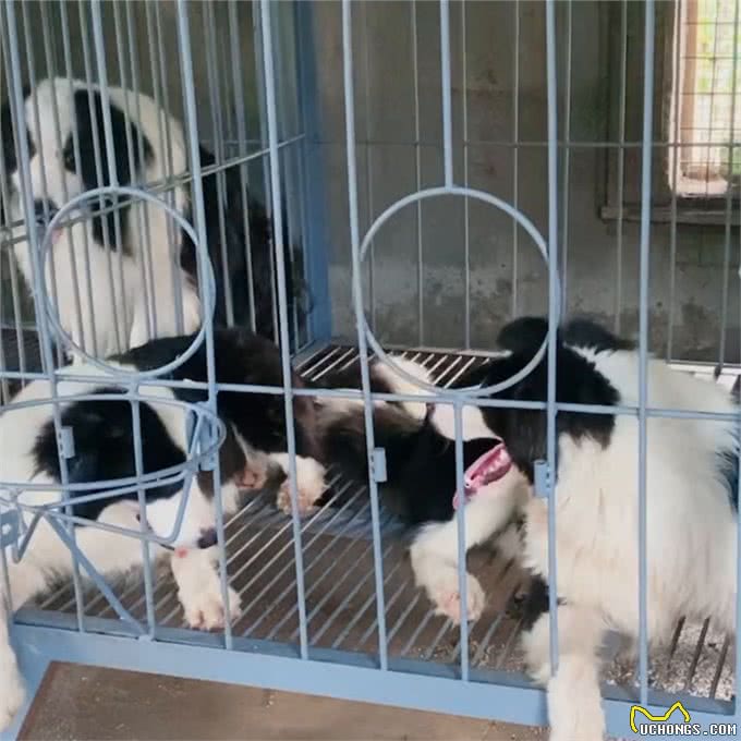 —边境牧羊犬