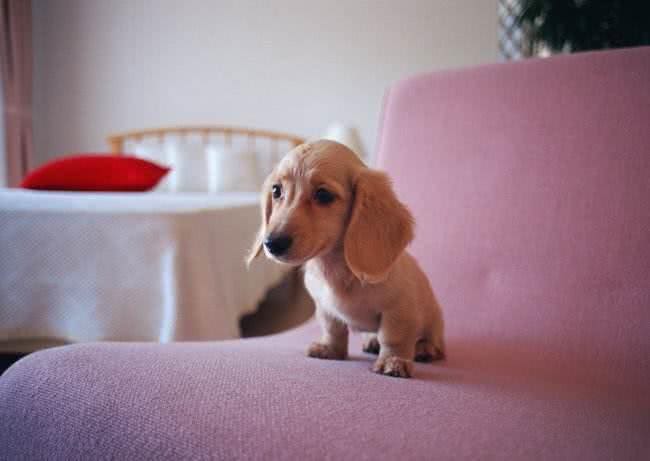 犬体外寄生虫之虱