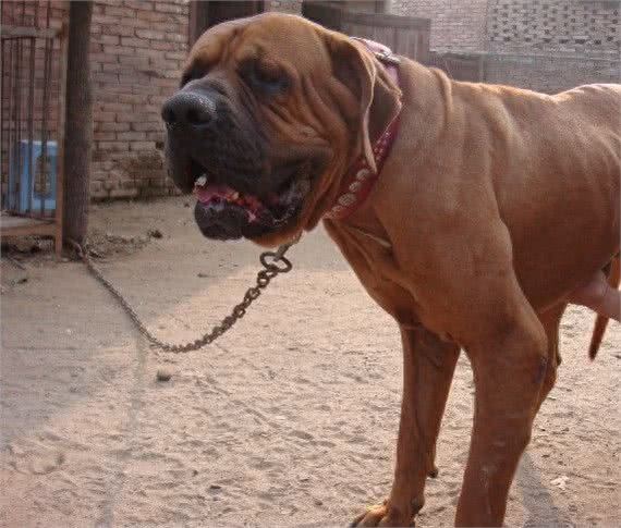 世界8大恶犬:藏獒都没有上榜!