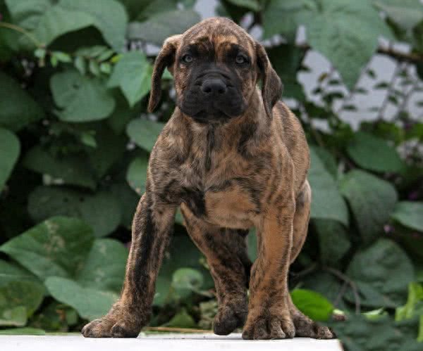 世界8大恶犬:藏獒都没有上榜!
