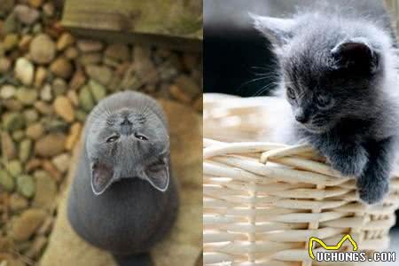 俄罗斯蓝猫性格分析:落入人间的冬之精灵