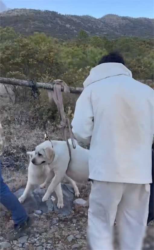 百斤狗狗爬山减肥失败,被抬下山引群嘲
