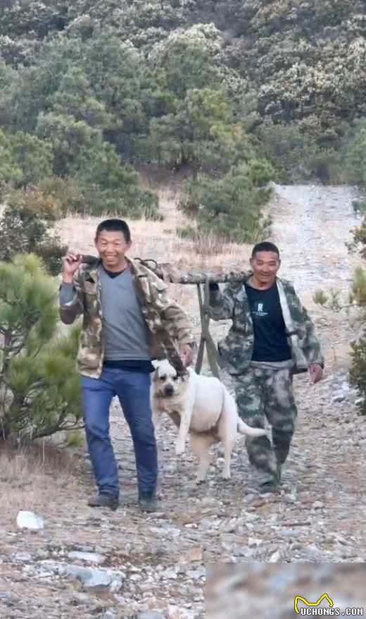 百斤狗狗爬山减肥失败,被抬下山引群嘲