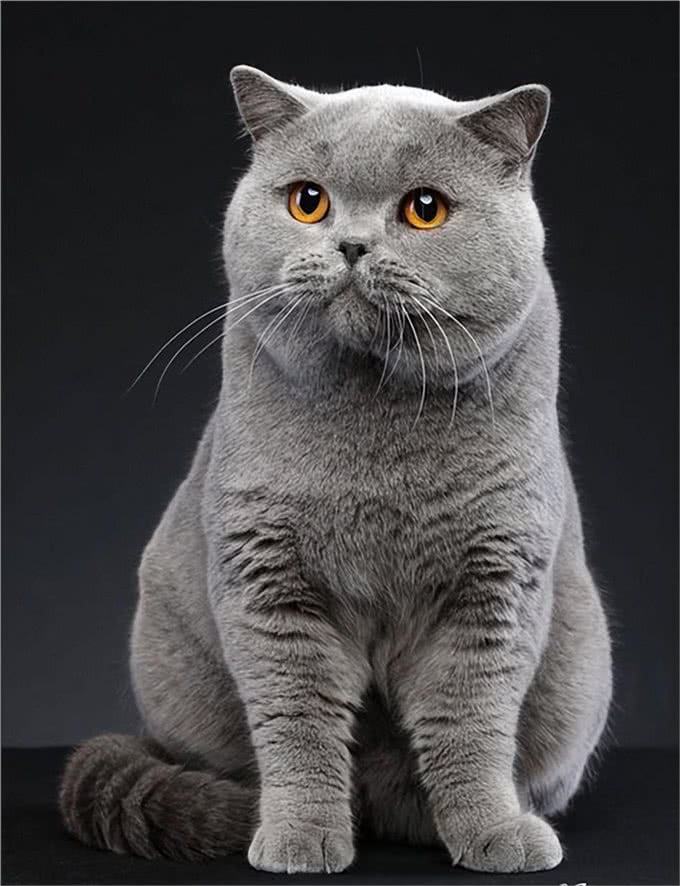 英国短毛猫-最受欢迎的外国品种,到底有什么魔力,让大家喜欢
