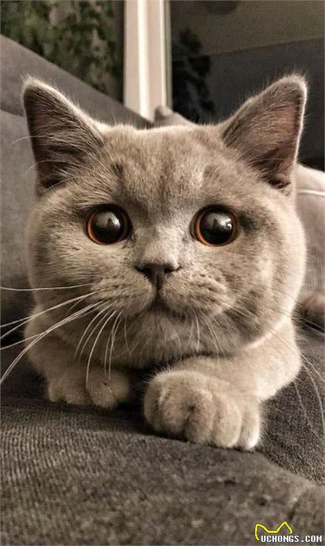 英国短毛猫-最受欢迎的外国品种,到底有什么魔力,让大家喜欢