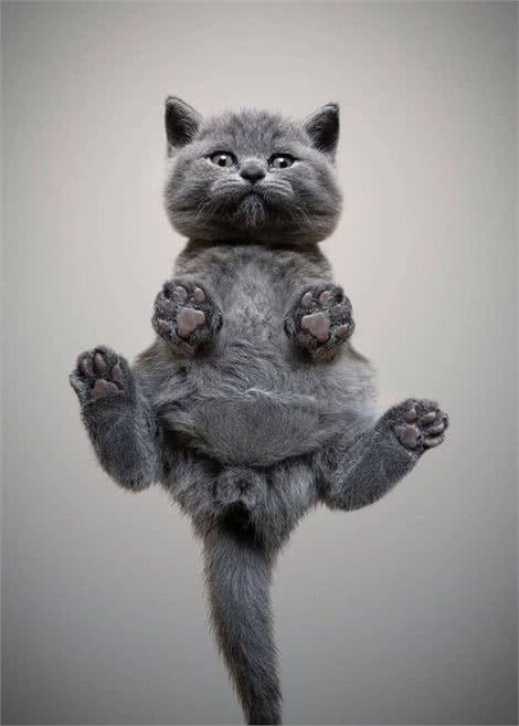 英国短毛猫-最受欢迎的外国品种,到底有什么魔力,让大家喜欢