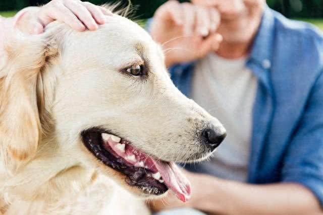 狗狗能不能吃人吃的药?养了8年的狗狗我告诉你?