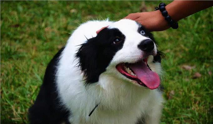 边牧犬发烧的症状,你知道吗?发烧后又该怎么做呢?