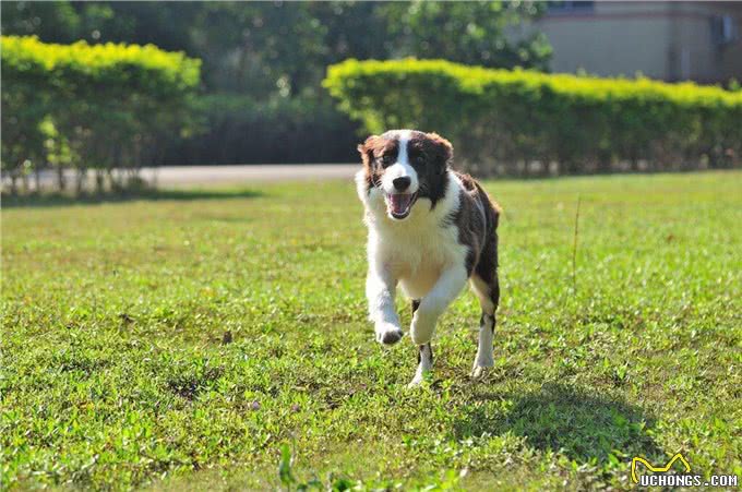 边牧犬发烧的症状,你知道吗?发烧后又该怎么做呢?
