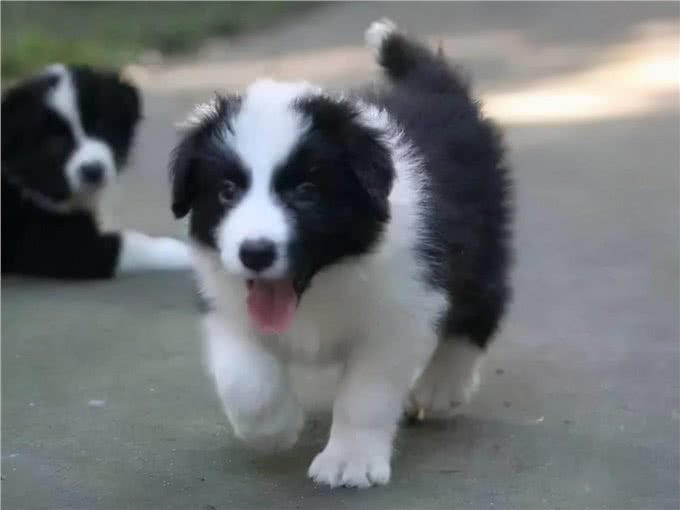 边牧犬发烧的症状,你知道吗?发烧后又该怎么做呢?