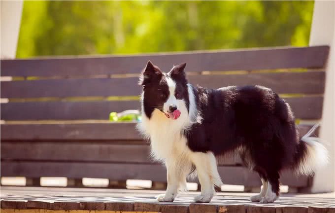 边牧犬发烧的症状,你知道吗?发烧后又该怎么做呢?