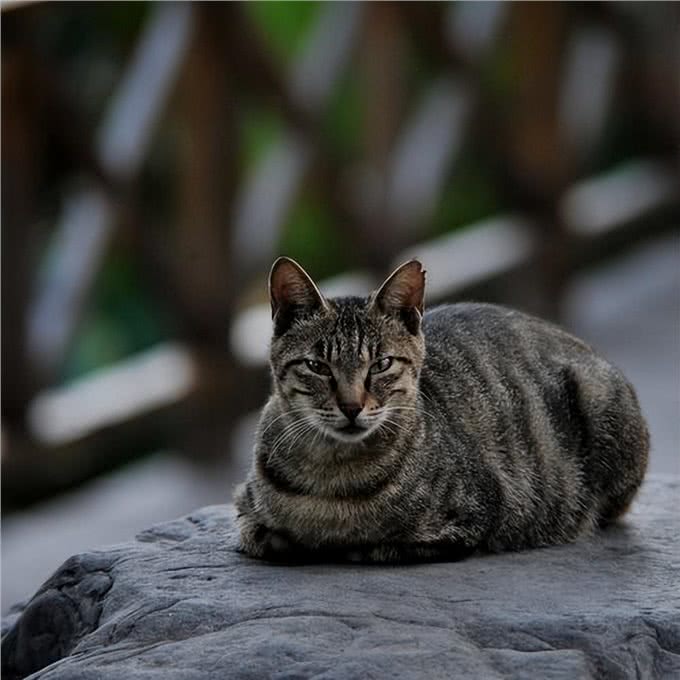 狸花猫为什么能成为猫界的战力天花板?