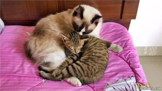 狸花猫为什么能成为猫界的战力天花板?