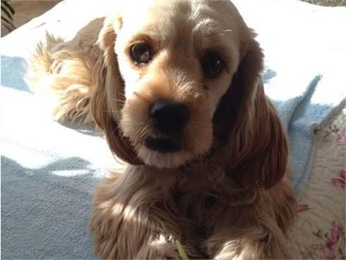 不会选可卡犬?9招让你练就火眼金睛!