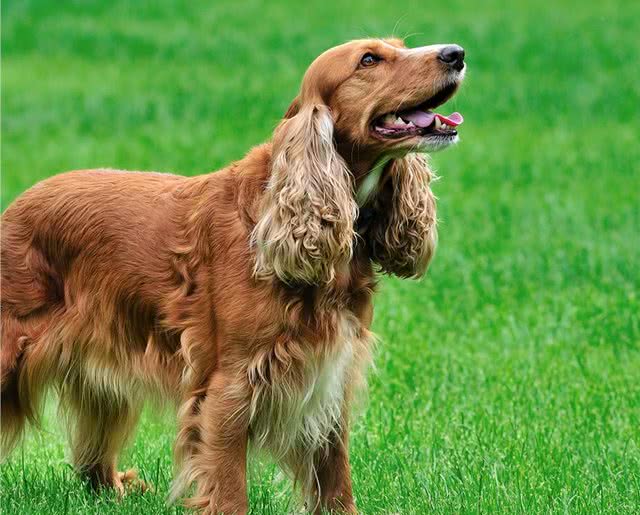 不会选可卡犬?9招让你练就火眼金睛!