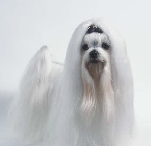 世界名犬—马尔济斯犬玩具犬类