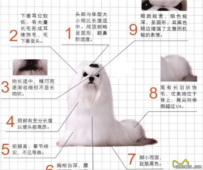 世界名犬—马尔济斯犬玩具犬类
