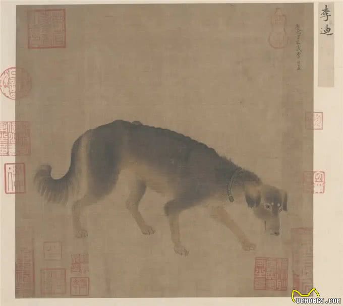 狗狗的历史:越无用,越高级