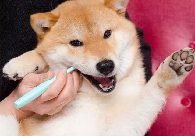 狗狗的牙齿疾病很常见,刷牙的方法也很重要,主人应该好好看看