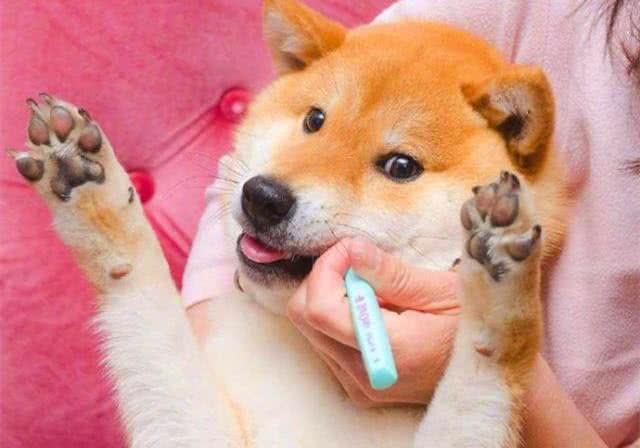狗狗的牙齿疾病很常见,刷牙的方法也很重要,主人应该好好看看